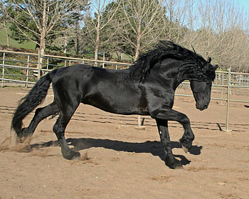 Friesian, horses, animals, dutch, netherlands HD wallpaper
