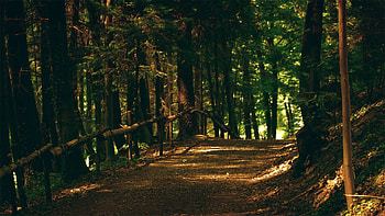 Nature, Road, Forest, Path, Trail, Fencing, Enclosure, Climb, Lift HD wallpaper