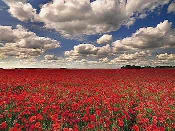 poppies field, poppies, nature, field HD wallpaper