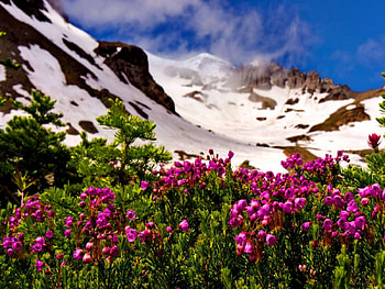 Fresh flowers near the snowy mountain, snowy, fowers, meadow, beautiful, fresh, nice, mountain, pink, pretty, green, clouds, greenery, nature, sky, mountainscape, lovely HD wallpaper