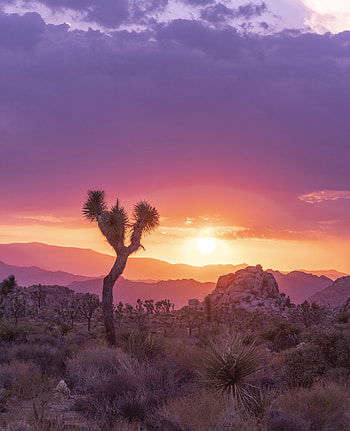 Plants, Nature, Stones, Savanna, Twilight, Rocks, Dusk HD phone wallpaper