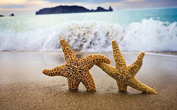 Landscape, Sea, Starfish HD wallpaper