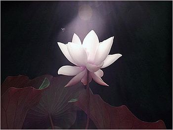 Moon lit, white, leaves, abstract, moonlight, lily HD wallpaper