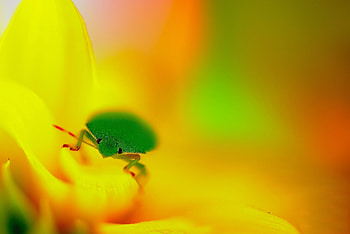 Grass, Macro, Sit, Insect, Hide, Bug HD wallpaper