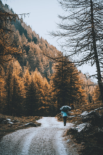 Nature, Rain, Road, Forest, Human, Person, Umbrella HD phone wallpaper
