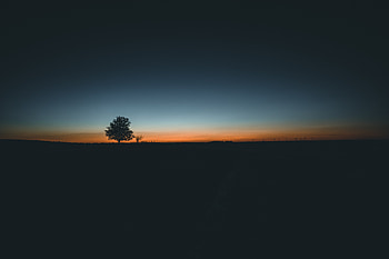 Daybreak Tree Landscape , landscape, tree, nature HD wallpaper