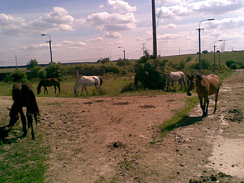 Arabian horses, horse, slovakia, rohoznica HD wallpaper