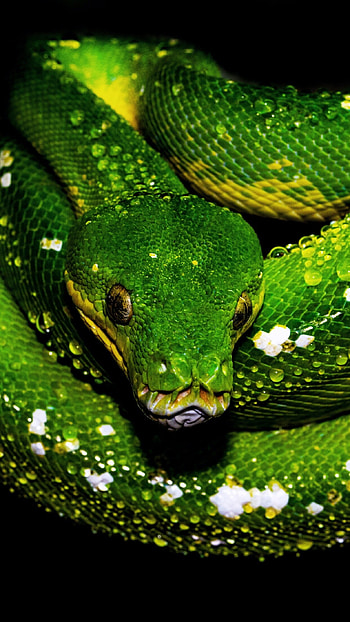Tree python, green snake, Water drops, Animals HD phone wallpaper