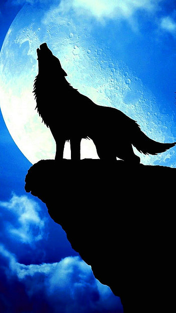 Cool wolf, Astonishing beauty, , Powerful gaze HD phone wallpaper