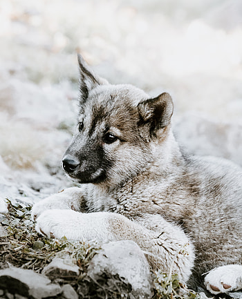 Animals, Lies, Sadness, Puppy, Sorrow, Czechoslovakian Wolfdog, Czechoslovak Wolf Dog HD phone wallpaper