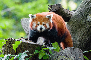 Animals, Muzzle, Sight, Opinion, Panda, Red Panda HD wallpaper