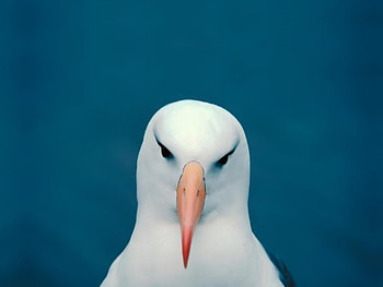 Seagull, sea, nature, bird HD wallpaper
