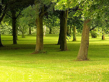 Field of Trees, bark, trees, grass, leaves HD wallpaper