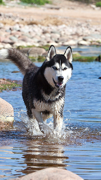 Husky Dog, Pet Animal HD phone wallpaper