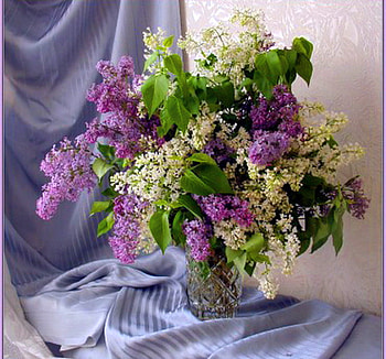 Whites and purple, purple, white, green leaves, drape, lilacs, vase HD wallpaper