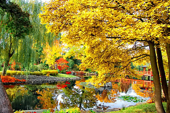 Autumn pond, tranquility, golden, colorful, fall, grass, serenity, lake, falling, reflection, yellow, nature, willow, water, calmness, pond, foliage HD wallpaper
