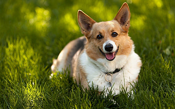 Corgi , Animal , Cute HD wallpaper