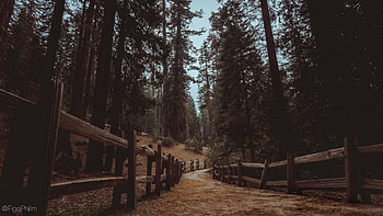 Trees Trail Forest Wood Fence Road Under Blue Sky Nature HD wallpaper