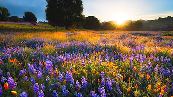 Spring Colors, meadow, blossoms, landscape, trees, sky, sun HD wallpaper