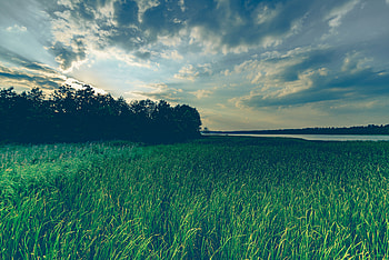 Green Grass Field Sky Reflection Wind , grass, field, sky, reflection, wind, nature HD wallpaper