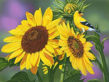 Goldfinch & Sunflowers, birds, paintings, summer, love four seasons, sunflowers, animals, fields, goldfinch, nature HD wallpaper