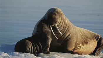 walrus , and mobile, 72 options, High-quality HD wallpaper