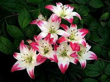 Springtime Lilies, flowers, Spring, Easter, lilies HD wallpaper