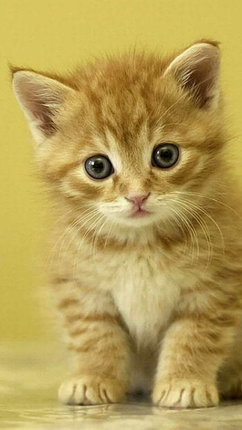 Mysterious cat, Alluring eyes, Captivating gaze, Enigmatic charm HD phone wallpaper