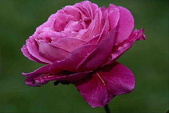 Pink rose with water drops, Gorgeous, Petals, Drops, Water, Pink, Rose HD wallpaper