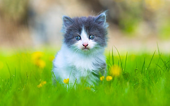 ღ❤ღ, animal, kitten, cute, cat HD wallpaper