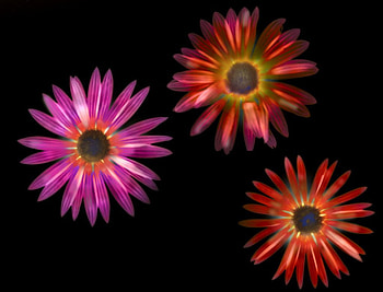 Colors flowers, colors, flowers HD wallpaper