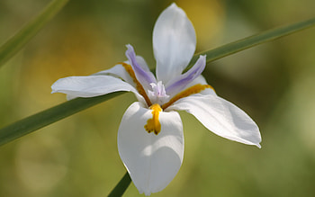 Flower in the Sun, one, garden, beautiful, nature, flowers HD wallpaper