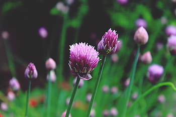 Flowers, Skoroda Onion, Onions, Chives Bow, Schnitt Onion, Chives, Onion Cutter HD wallpaper