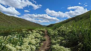 Pipestone Canyon, Methow Valley, Washington, plants, usa, hills, clouds, landscape, sky, flowers HD wallpaper