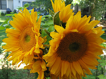 sunflowers, farm, France, nature, flowers HD wallpaper