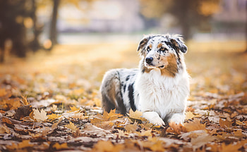 Animals, Autumn, Dog, Foliage, Australian Shepherd HD wallpaper