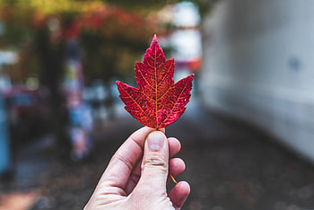 Hand, Miscellanea, Miscellaneous, Fingers, Maple Leaf HD wallpaper