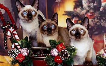 Animals, Cats HD wallpaper