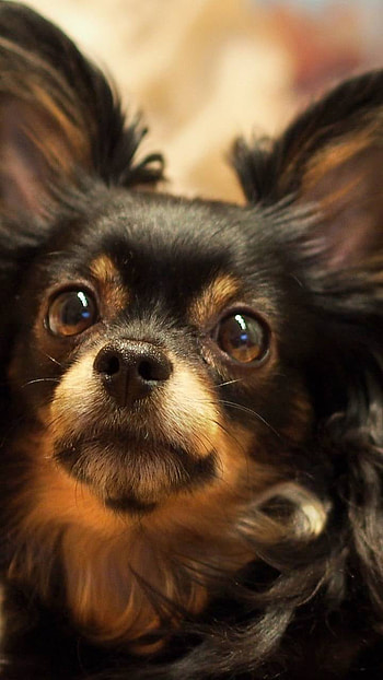 Cute Dog, cute, face, Animal, dog HD phone wallpaper