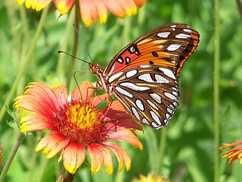 Wing markings, white, black, butterfly, flower, grass, orange HD wallpaper