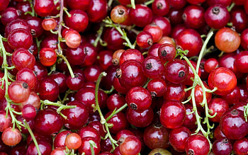 Food, Berry, Red Currants, Redcurrant, Bunches, Clusters HD wallpaper