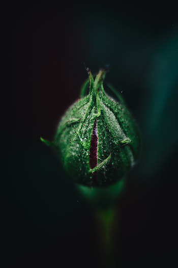 Flower, Plant, Macro, Rose Flower, Rose, Bud HD phone wallpaper