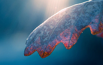 Macro, Shine, Light, Surface, Sheet, Leaf HD wallpaper