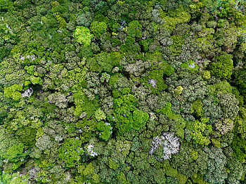 Plant, Macro, Moss, Lichen HD wallpaper