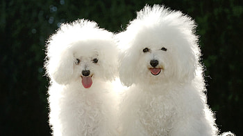 Animals, Dogs, Couple, Pair, Shadow, Poodle HD wallpaper