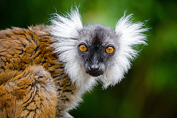 Funny, Animals, Sight, Opinion, Wildlife, Animal, Lemur HD wallpaper
