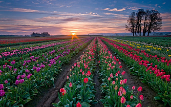 Flower field, sky, nature, field, flower HD wallpaper