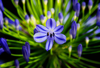 Flower, Plant, Macro, Agapanthus HD wallpaper