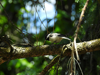 Sunshine On A Chickadee, Bird, graphy, Branch, Tree, Sunshine, Chickadee HD wallpaper