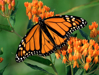 Patterns, Flower, Macro, Butterfly, Wings HD wallpaper